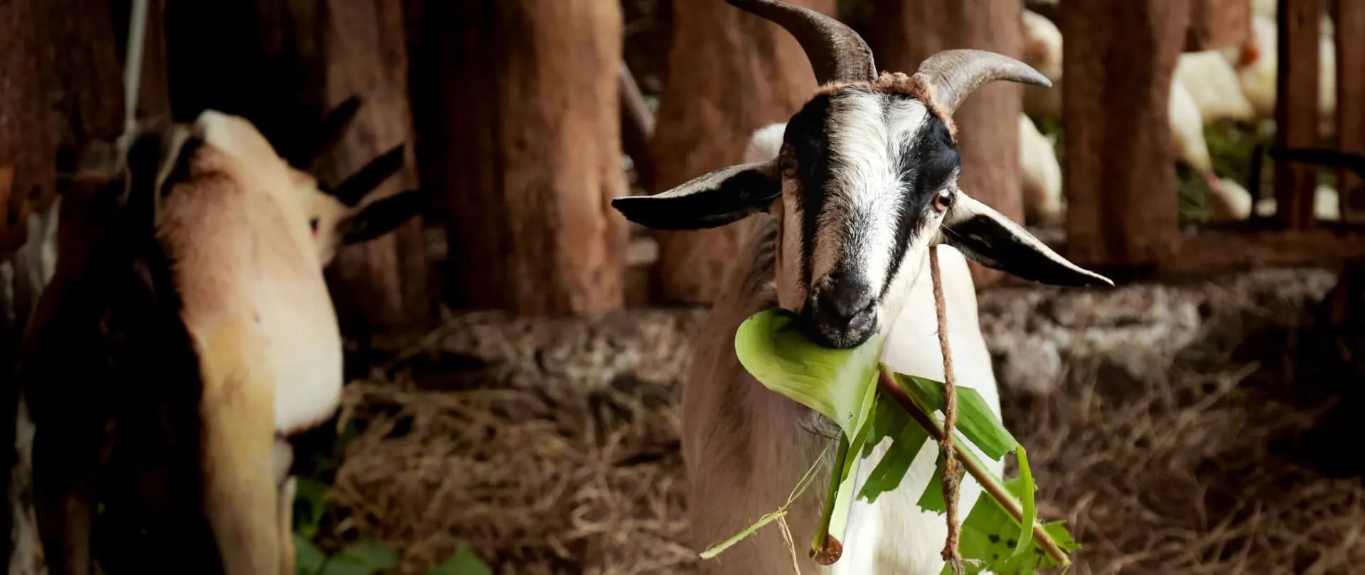 Granja Tz'ikin goat