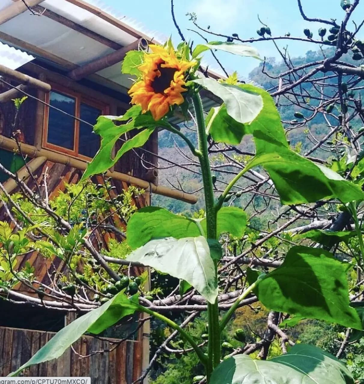 Lofty Nest — Casa Cushin (Granja Tzikin). 16